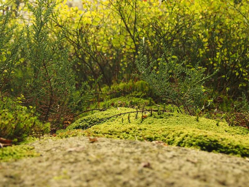 苹果ID换区全套<br>切换/跳过/刷新一站式解决